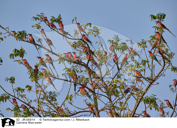 Karminspint / Carmine Bee-eater / JR-06914