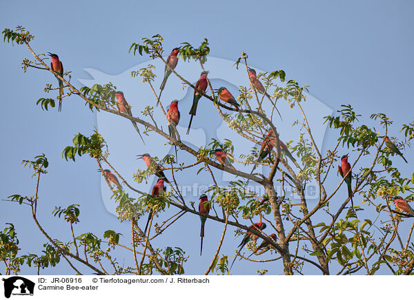 Karminspint / Carmine Bee-eater / JR-06916