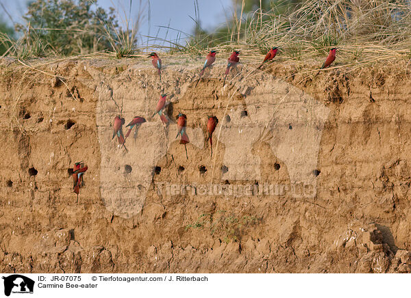 Karminspint / Carmine Bee-eater / JR-07075