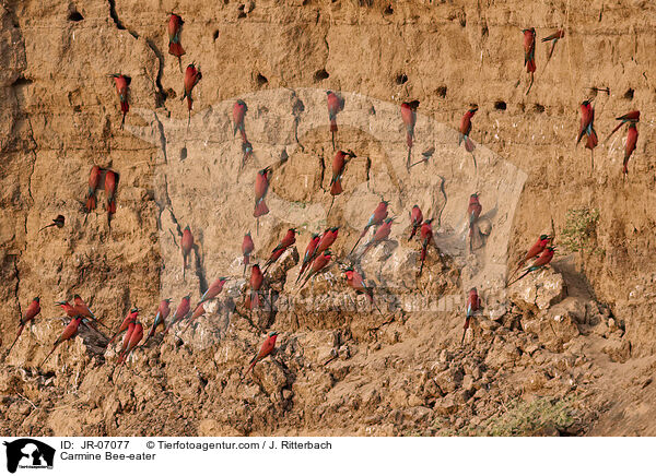 Karminspint / Carmine Bee-eater / JR-07077