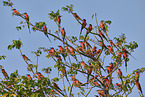 Carmine Bee-eater