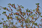 Carmine Bee-eater