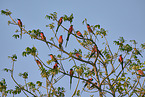 Carmine Bee-eater