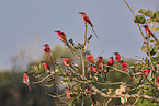 Carmine Bee-eater