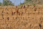 Carmine Bee-eater