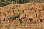 Carmine Bee-eater