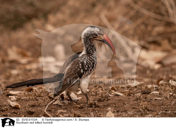 Southern red billed hornbill / SVS-01534