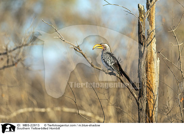 Southern Yellow-billed Hornbill / MBS-22813