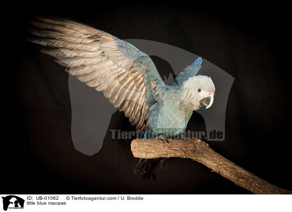 Spix-Ara / little blue macaws / UB-01062