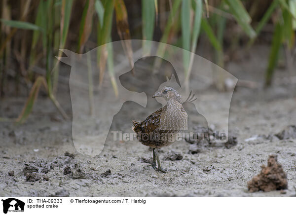 Tpfelsumpfhuhn / spotted crake / THA-09333