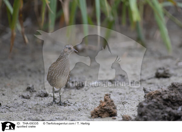 Tpfelsumpfhuhn / spotted crake / THA-09335