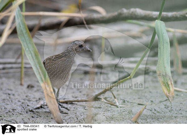 Tpfelsumpfhuhn / spotted crake / THA-09341