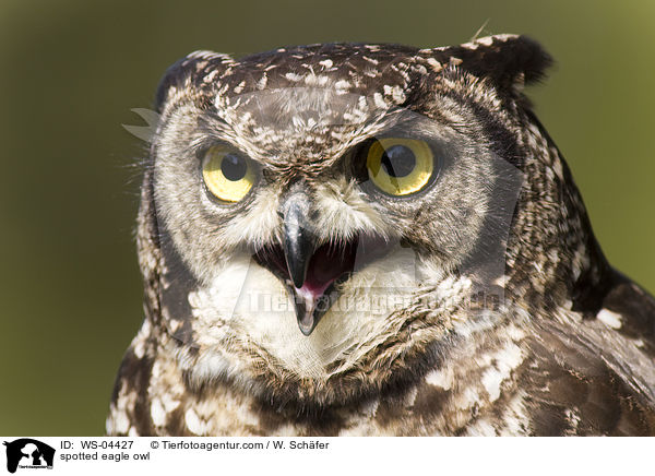 Fleckenuhu / spotted eagle owl / WS-04427