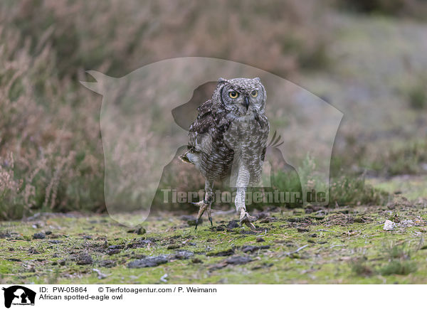 Fleckenuhu / African spotted-eagle owl / PW-05864