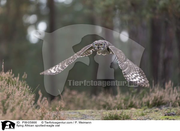 fliegender Fleckenuhu / flying African spotted-eagle owl / PW-05866