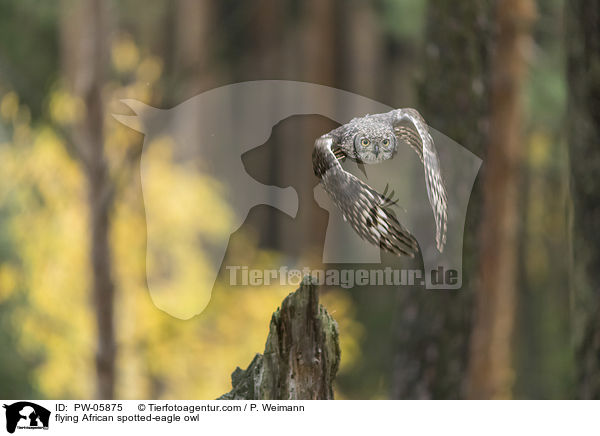 fliegender Fleckenuhu / flying African spotted-eagle owl / PW-05875