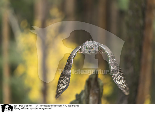 fliegender Fleckenuhu / flying African spotted-eagle owl / PW-05876