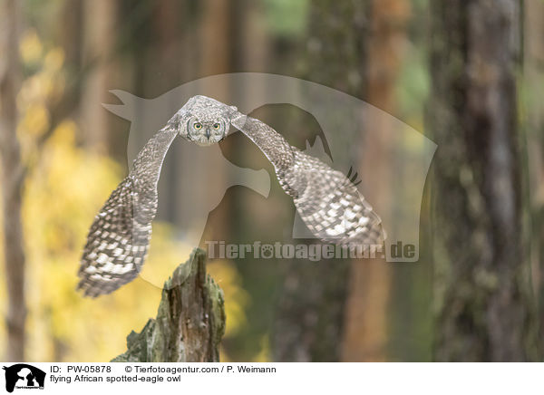fliegender Fleckenuhu / flying African spotted-eagle owl / PW-05878