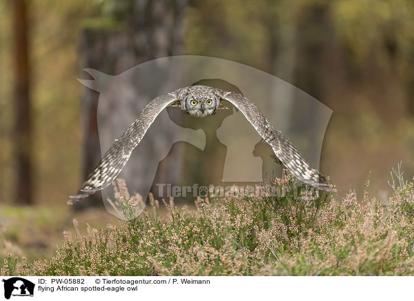 fliegender Fleckenuhu / flying African spotted-eagle owl / PW-05882