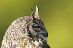 spotted eagle owl