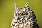 spotted eagle owl