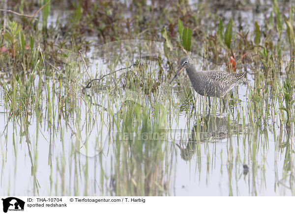 spotted redshank / THA-10704