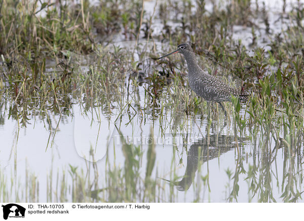 spotted redshank / THA-10705