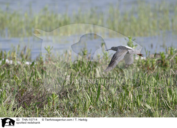 Dunkler Wasserlufer / spotted redshank / THA-10714