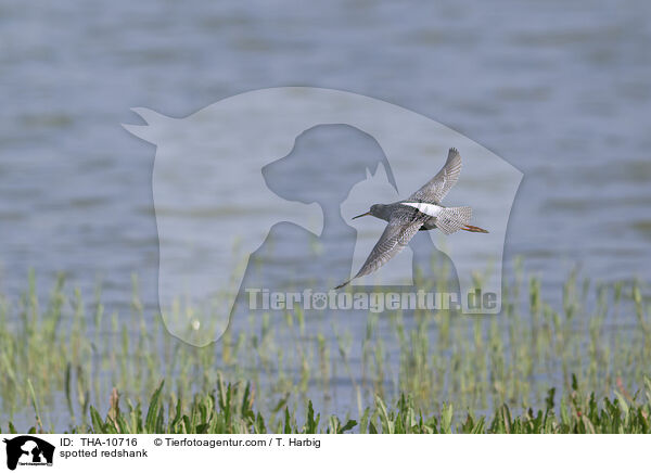 spotted redshank / THA-10716