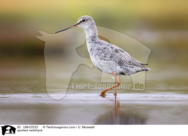 Dunkler Wasserlufer / spotted redshank / UM-03532