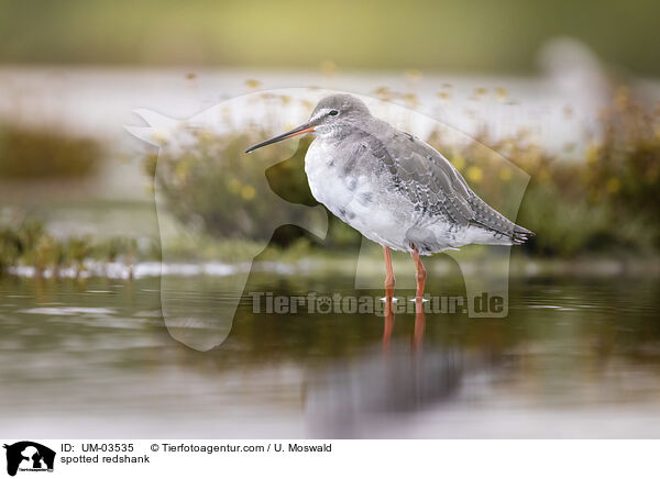 spotted redshank / UM-03535