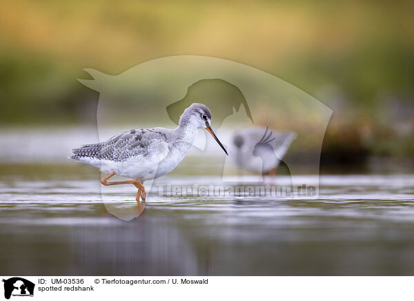 Dunkler Wasserlufer / spotted redshank / UM-03536