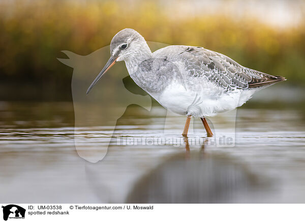 spotted redshank / UM-03538