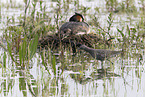 spotted redshank