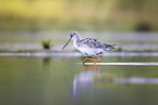 spotted redshank