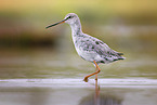 spotted redshank