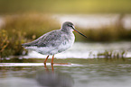 spotted redshank