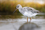 spotted redshank