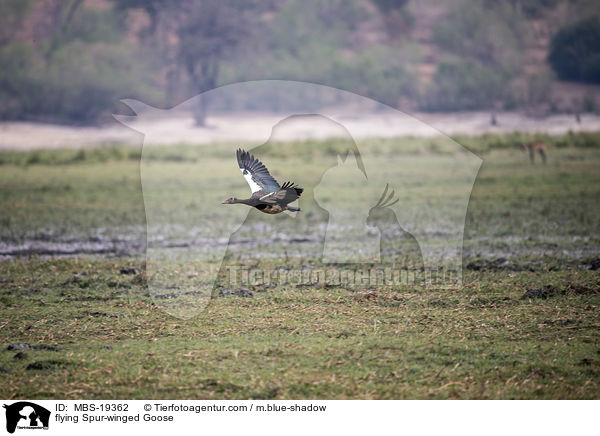 fliegende Sporngans / flying Spur-winged Goose / MBS-19362