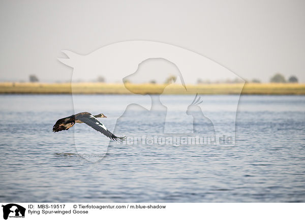 flying Spur-winged Goose / MBS-19517