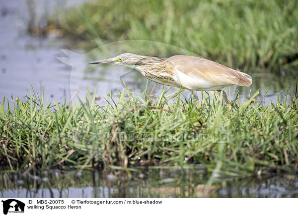 laufender Rallenreiher / walking Squacco Heron / MBS-20075