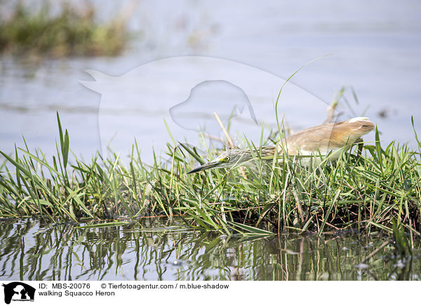 walking Squacco Heron / MBS-20076