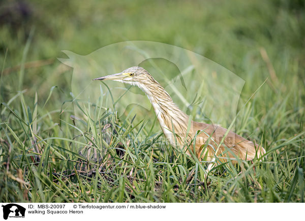 walking Squacco Heron / MBS-20097