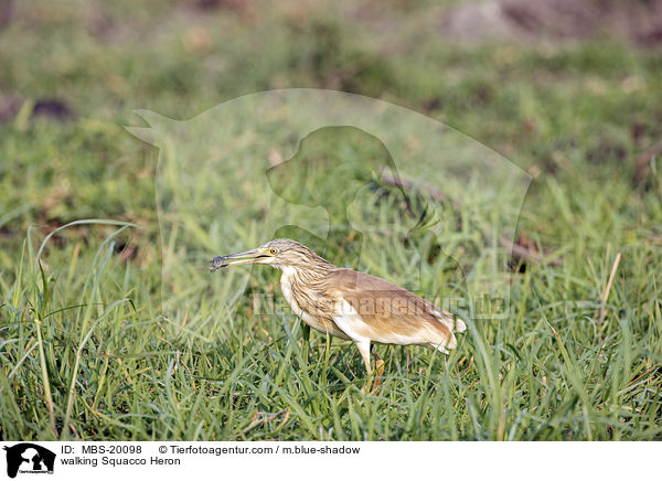 laufender Rallenreiher / walking Squacco Heron / MBS-20098