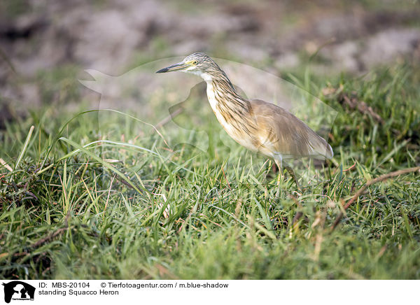 stehender Rallenreiher / standing Squacco Heron / MBS-20104