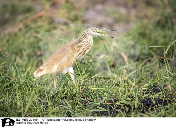 laufender Rallenreiher / walking Squacco Heron / MBS-20105