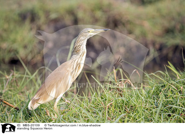 standing Squacco Heron / MBS-20109