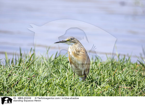 stehender Rallenreiher / standing Squacco Heron / MBS-20249