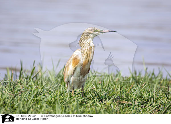 standing Squacco Heron / MBS-20251