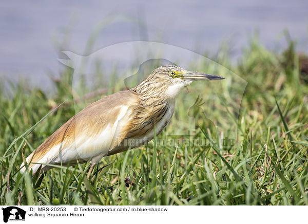 walking Squacco Heron / MBS-20253